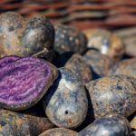 pomme de terre vitelotte